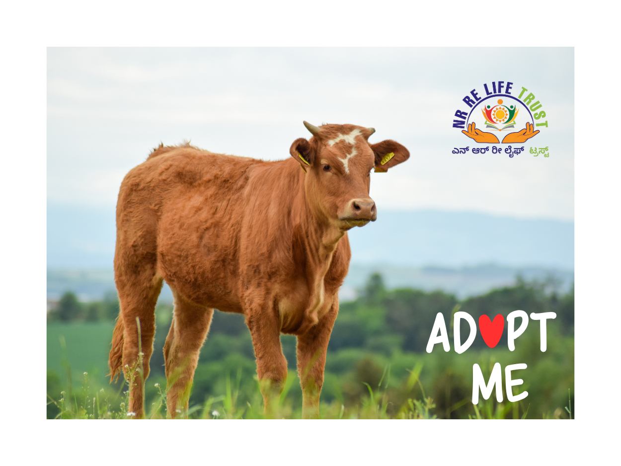 Adopt a cow